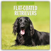 Flat-Coated Retrievers - Flat Coated Retriever 2025 - 16-Monatskalender