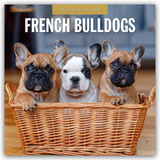 French Bulldogs - Französische Bulldoggen 2025 - 16-Monatskalender