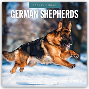 German Shepherds - Deutscher Schäferhund 2025 - 16-Monatskalender