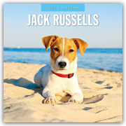 Jack Russells - Jack Russell Terrier 2025 - 16-Monatskalender