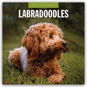 Labradoodles - Labradoodle 2025 - 16-Monatskalender