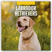 Labrador Retrievers - Labrador Retriever 2025 - 16-Monatskalender