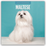Maltese - Malteser 2025 - 16-Monatskalender
