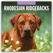 Rhodesian Ridgebacks - Rhodesian Ridgeback 2025 - 16-Monatskalender