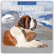 Saint Bernards - Bernhardiner 2025 - 16-Monatskalender