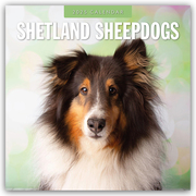 Shetland Sheepdogs - Sheltie 2025 - 16-Monatskalender