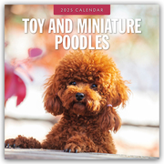 Toy and Miniature Poodles - Zwergpudel 2025 - 16-Monatskalender