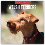 Welsh Terriers - Welsh Terrier 2025 - 16-Monatskalender