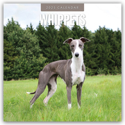 Whippets - Whippet - Britischer Windhund 2025 - 16-Monatskalender