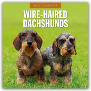 Wire-Haired Dachshunds - Rauhaardackel 2025 - 16-Monatskalender