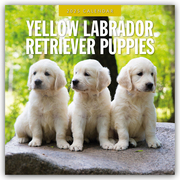 Yellow Labrador Retriever Puppies - Gelbe Labrador Retriever Welpen 2025 - 16-Monatskalender
