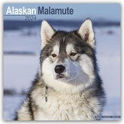 Alaskan Malamute 2024 - 16-Monatskalender