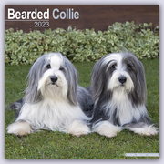 Bearded Collie 2024 - 16-Monatskalender