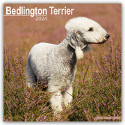 Bedlington Terrier 2024 - 16-Monatskalender