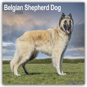 Belgian Shepherd Dog - Belgischer Schäferhund 2024 - 16-Monatskalender