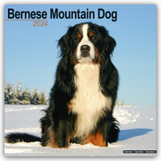 Bernese Mountain Dog - Berner Sennenhund 2024
