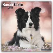 Border Collie 2024 - 16-Monatskalender