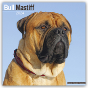 Bull Mastiff 2024 - 16-Monatskalender