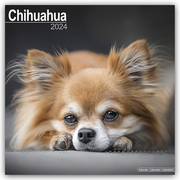 Chihuahua 2024 - Cover