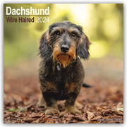 Wirehaired Dachshund - Rauhhaardackel 2024 - Cover