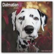 Dalmatian - Dalmatiner 2024 - 16-Monatskalender