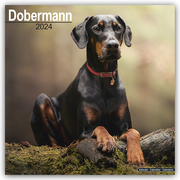 Dobermann 2024 - 16-Monatskalender