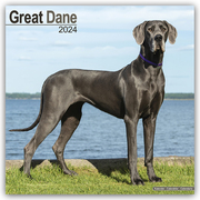 Great Dane - Dänische Dogge 2024 - 16-Monatskalender - Cover