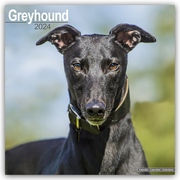 Greyhound - Großer Englischer Windhund 2024 - 16-Monatskalender