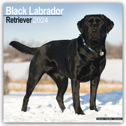 Black Labrador Retriever - Schwarzer Labrador 2024 - 16-Monatskalender