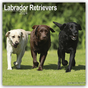 Labrador Retriever 2024 - 16-Monatskalender - Cover