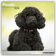 Poodle - Pudel 2024 - Cover