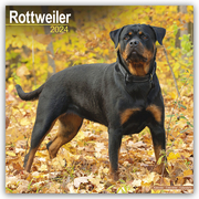 Rottweiler - Rottweiler 2024 - Cover