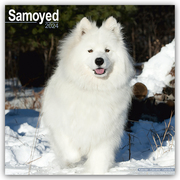 Samoyed - Samojeden 2024 - 16-Monatskalender - Cover