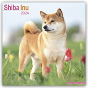 Shiba Inu 2024 - Cover