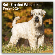 Soft-Coated Wheaten Terrier - Wheaten Terrier 2024 - 16-Monatskalender