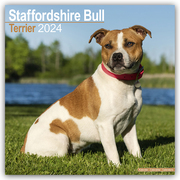 Staffordshire Bull Terrier - Staffordshire Bull Terrier 2024 - Cover