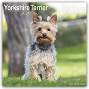 Yorkshire Terrier - Yorkshire Terrier 2024 - Cover