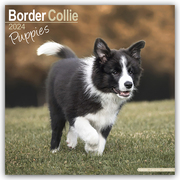 Border Collie Puppies - Border Collie Welpen 2024