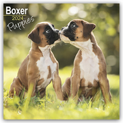 Boxer Puppies - Boxer Welpen 2024 - Cover