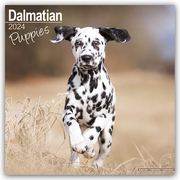 Dalmatian Puppies - Dalmatiner Welpen 2024 - 16-Monatskalender - Cover