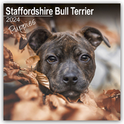 Staffordshire Bull Terrier Puppies - Staffordshire Bull Terrier Welpen 2024 - 16-Monatskalender