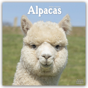 Alpacas - Alpakas 2024 - 16-Monatskalender