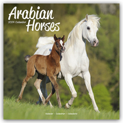 Arabians - Araber - Araber Pferde 2024 - 16-Monatskalender