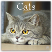 Cats - Katzen 2024 - 16-Monatskalender
