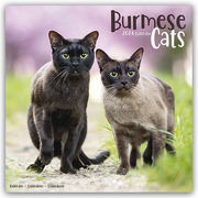 Burmese Cats - Burma Katzen 2024 - 16-Monatskalender