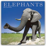 Elephants - Elefanten 2024 - 16-Monatskalender