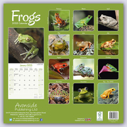 Frogs - Frösche 2024 - 16-Monatskalender - Abbildung 1