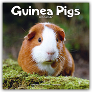 Guinea Pigs - Meerschweinchen 2024 - 16-Monatskalender - Cover