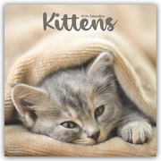 Kittens - Kätzchen 2024 - 16-Monatskalender