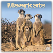 Meerkats - Erdmännchen 2024 - 16-Monatskalender
